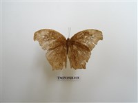 藏品(森林暮眼蝶)的圖片